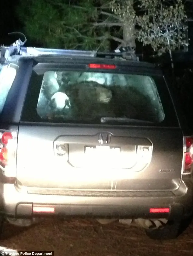 Esse urso preto ficou preso em um Honda SUV em Truckee, California, perto do Lago Tahoe. A polícia quebrou uma janela para resgatar o animal estressado.