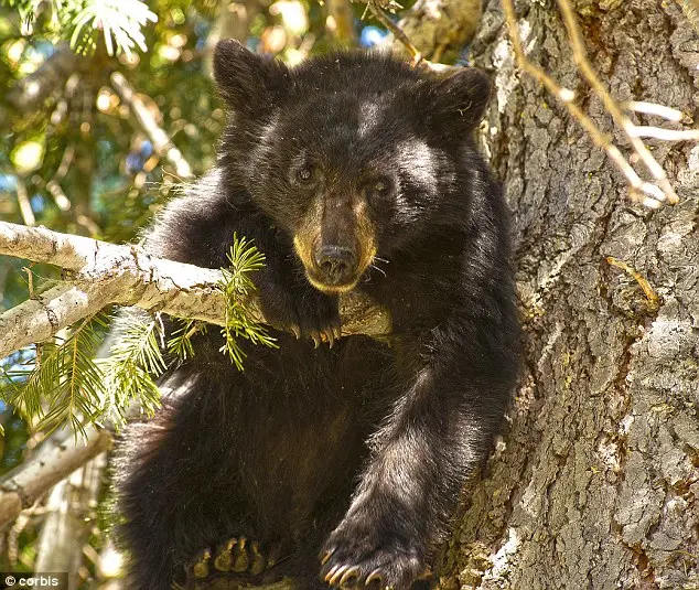 Um Urso Negro Americano fotografado em Mammoth Lakes, California, similar àqueles encontrados na região do Lago Tahoe. Esse urso subiu em uma árvore por segurança.