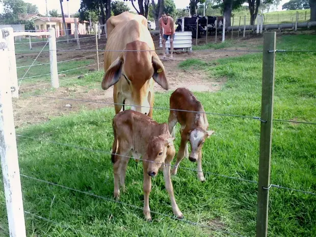 Vacas estão sendo cruelmente assassinadas (Foto: Reprodução Internet)