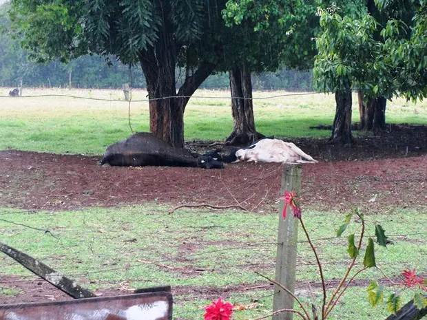  Cidade     Imprimir     RSS     Enviar     Corrigir Animais morrem eletrocutados no interior de Toledo Os dois animais foram encontrados mortos depois da tempestade elétrica Da Redação Publicado em: 02/10/2013 - 10:30 | Atualizado em: 01/10/2013 - 18:37 Arquivo pessoal Os dois animais foram encontrados mortos depois da tempestade elétrica Os dois animais foram encontrados mortos depois da tempestade elétrica (Foto: Divulgação)