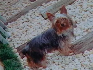Laurinha desapareceu há seis dias. (Foto: Reprodução/TV Diário)