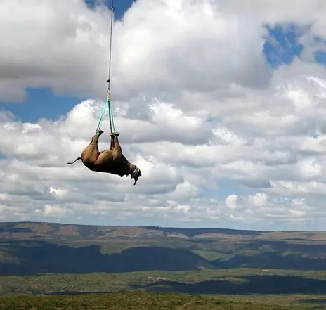 Rinoceronte-negro de variedade ainda não extinta é transportado de helicóptero na África do Sul para formar novas populações em outra parte do país. (Foto: Reuters/Green Renaissance-World Wildlife Fund)
