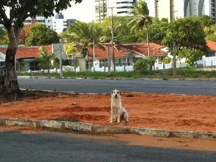 Cachorro repete rotina há mais de dois anos (Foto: Arquivo pessoal) 