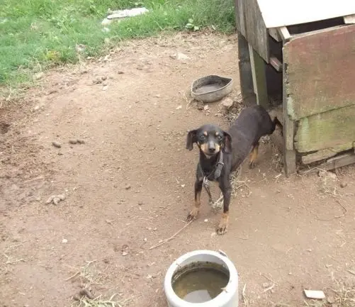 Potes de comida e água estavam sujos. A casinha é precária. (Foto: Divulgação/FS)