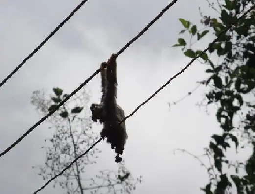 Moradores dizem que sempre encontram animais eletrocutados na rede elétrica. (Foto: Carolina Sanches/ G1)