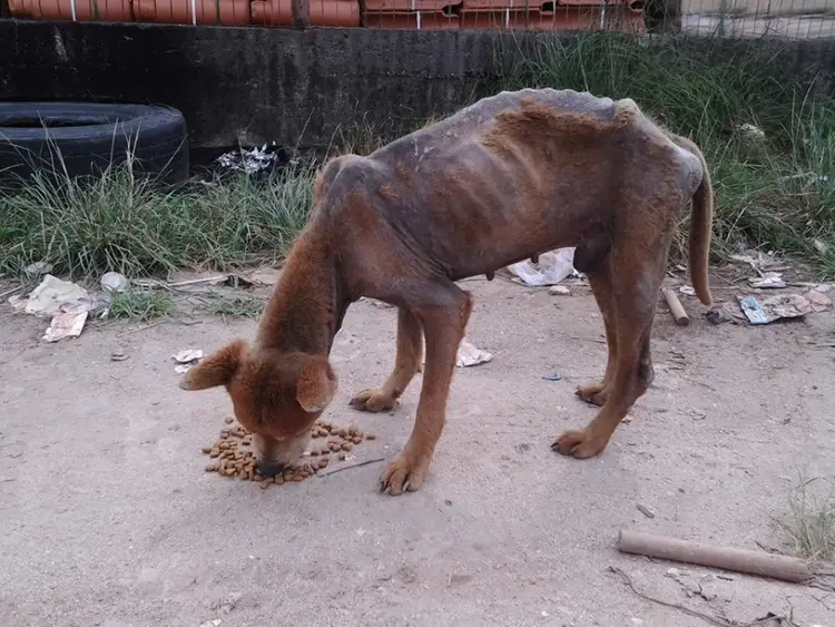 Vitório encontrou quem cuidasse dele e desse carinho, mas agora precisa de novos tutores, que tenham espaço para cuidar dele.