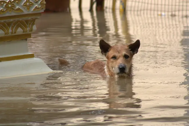 (Foto: Divulgação/IFAW (International Fund fos Animal Welfare)