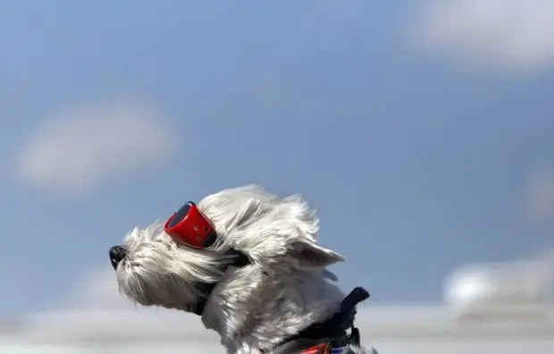 Em março deste ano, cão foi fotografado de óculos enquanto andava na garupa de uma Harley Davidson en Dubuque, no estado americano de Iowa. (Foto: Jeremy Portje/Telegraph Herald/AP)