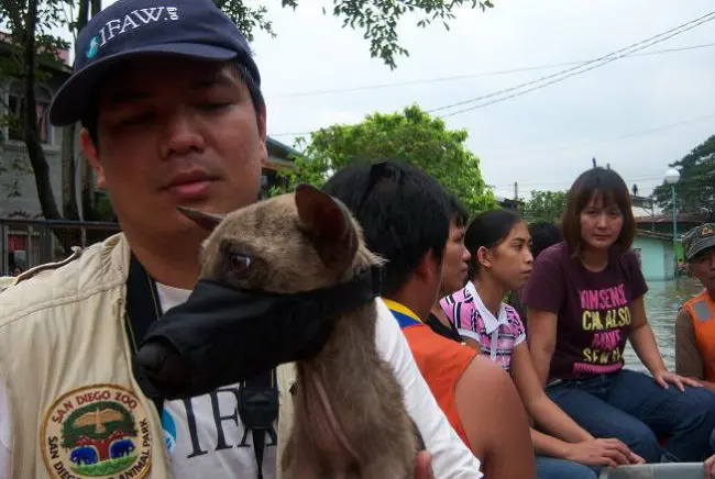 Foto: Divulgação/IFAW (International Fund fos Animal Welfare)