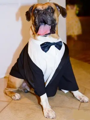 Apolo foi atração no casamento (Foto: Marcos Fotos / Ibitinga)