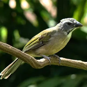 Trinca-ferro, uma das espécies soltas. (Foto: Divulgação/Google imagens)