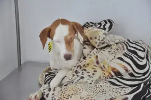 Cachorro chegou trêmulo e com febre na clínica. (Foto: João Garrigó )