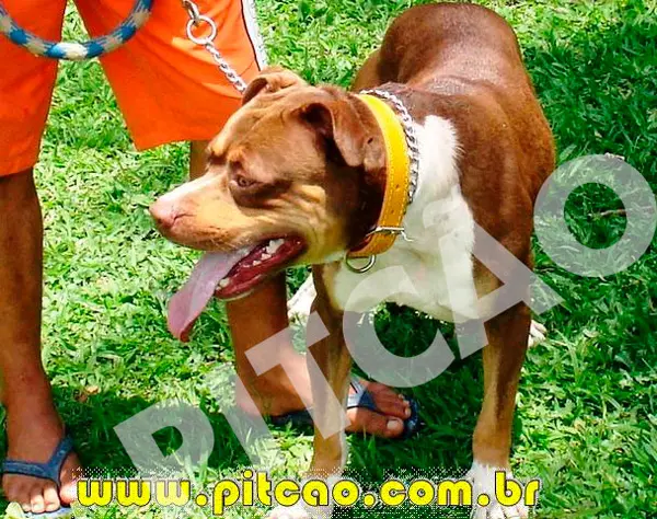 Angel é um dos cães que estão esperando um lar adotivo no Pitcão. (Foto: Divulgação)