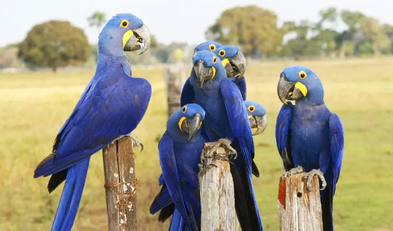 Arara-azul, espécie em extinção (Foto: Reprodução Internet)