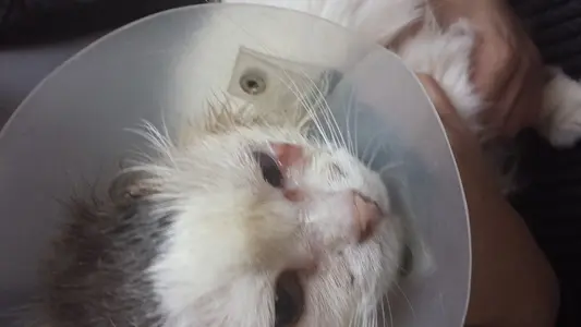 Gatinha apresenta lesões no canto dos olhos (Foto: Arquivo Pessoal)
