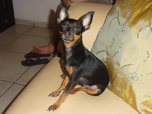 Cachorra precisa de alimentação especial e remédios pois tem problemas de saúde. (Foto: Divulgação)