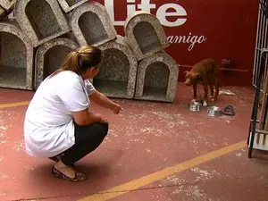 Cão é abandonado em frente à clínica veterinária de Campinas (Foto: Reprodução EPTV)