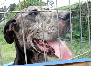 Cão para adoção no canil de Botucatu (SP). (Foto: Divulgação)