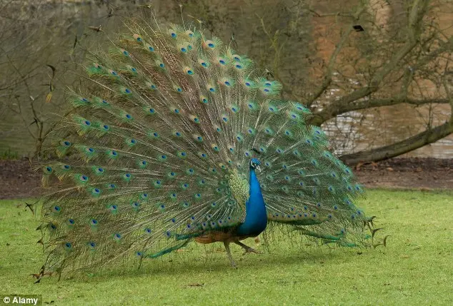 Três pavões foram encontrados no zoológico particular na Indonésia.