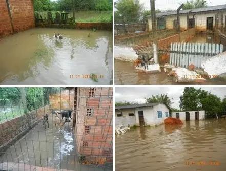 Associação Protetora dos Animais de Canoas (RS) pede ajuda urgente. Depois de uma forte chuva, a ONG teve grande prejuízo material, incluindo com a ração dos cães e cavalos, e também 16 animais estão desaparecidos.