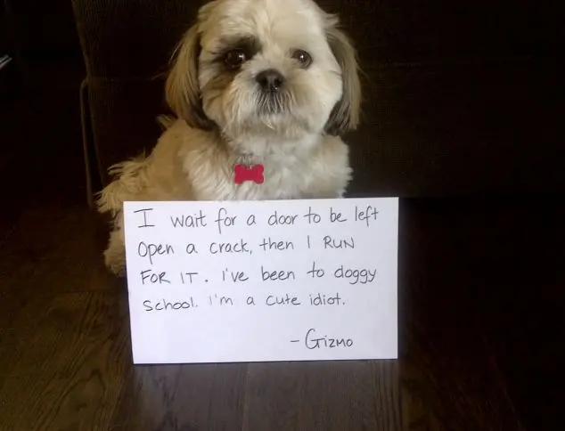 "Eu esperei uma fresta na porta e fugi por ela. Fui para a escola de cães. Sou um idiota - Grizmo". Foto: Daily Mail 