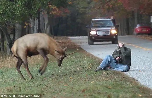 Imagens revelam que o alce só queria brincar. Foto: Daily Mail
