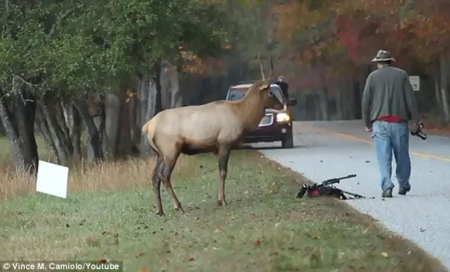 York saiu do local e o alce se recusou a ir embora imediatamente. Foto: Daily Mail
