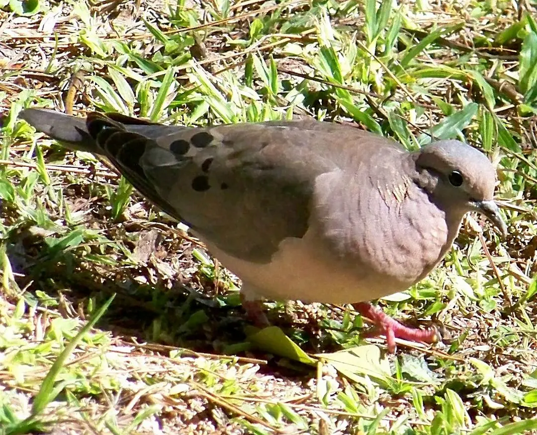 Avoante, ave protegida por lei (Foto: Reprodução Internet)