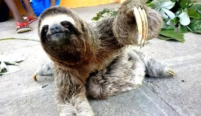 Animal foi encontrado por um adolescente e duas crianças  (Foto: Carlos Figueredo/Itamaraju Notícias)