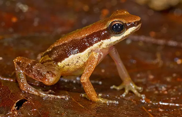 Apesar de ter sido descoberta recentemente, essa pequena rã, do tamanho da unha de um polegar, já é considerada ameaçada de extinção. Seu nome científico, Allobates amissibilis, significa "que pode ser perdida". Foi encontrada na Guiana. (Foto: Reprodução)