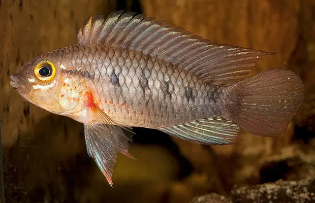 Denominada Apistogramma cinilabra, essa espécie de peixe está adaptada a níveis extremamente baixos de oxigênio. O animal só pode ser encontrado em um lago na região de Loreto, no Peru. (Foto: Reprodução)