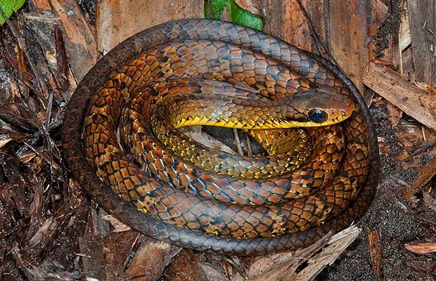 A nova espécie de cobra foi batizada de Chironius challenger em homenagem ao professor George Edward Challenger, personagem do livro 'O mundo perdido', de Arthur Conan Doyle. O réptil vive nas montanhas entre a Guiana e o Brasil. (Foto: Reprodução)