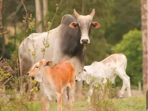 O boi passa bem e recebe cuidados de veterinários do Centro de Controle de Zoonoses. (Foto: Divulgação)