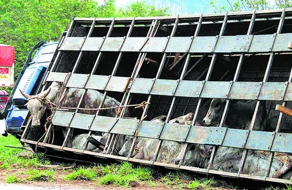 Animais são transportados por horas sem água nem alimentação(Foto: Reprodução Internet)