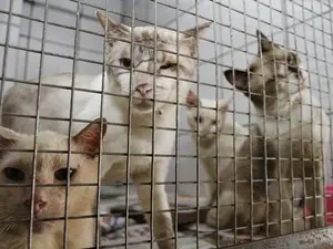 Animais serão atendidos gratuitamente (Foto: Fábio Costa/O Liberal)