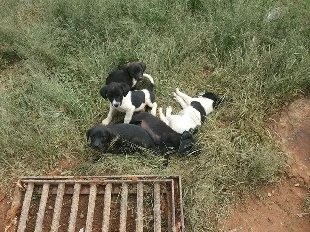 Mais de 30 cachorros vivem abandonados no aterro sanitário  (Foto: Sheila Patresi/ Arquivo Pessoal)