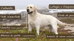 Sintomas da diabetes em cães. (Foto: Divulgação)