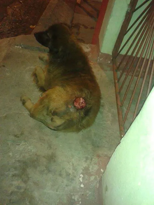Protetor só pode dar ajuda financeira e pede para que alguém resgate o cão. (Foto: Divulgação)