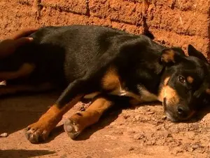 Cão foi envenenado no Jardim Botânico, mas sobreviveu, diz dona (Foto: Carlos Trinca/EPTV)
