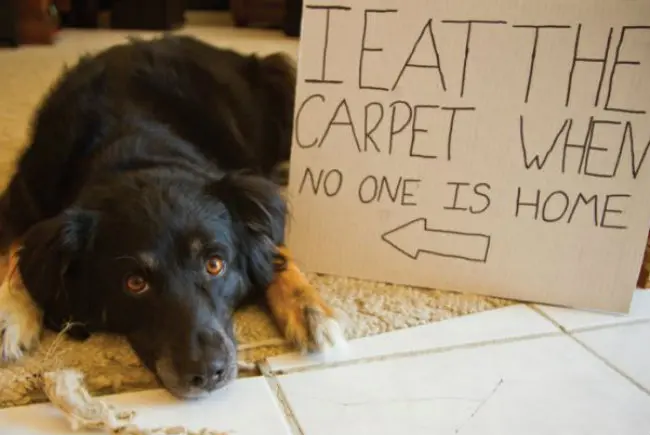 (Foto: Reprodução/Dog Shaming)