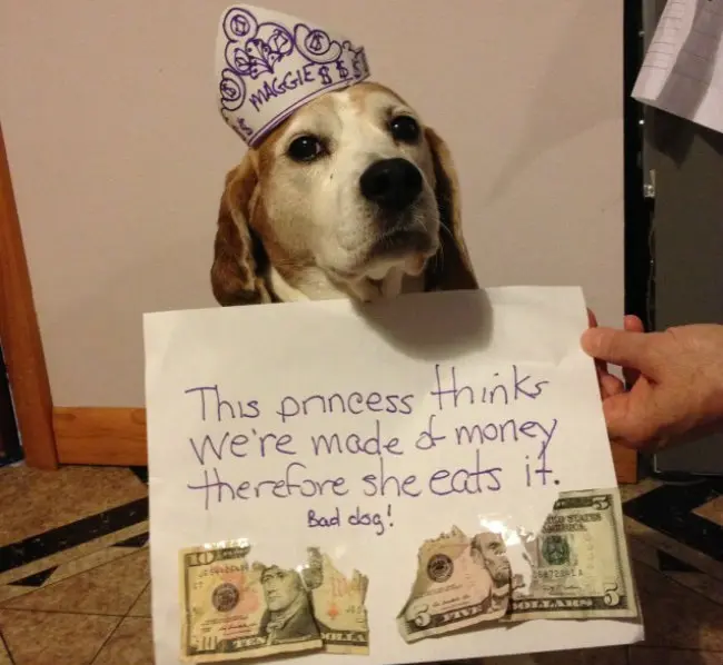 (Foto: Reprodução/Dog Shaming)