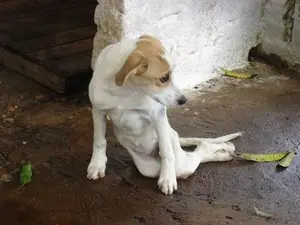 Cachorrinha aguarda um novo lar (Foto: Divulgação/Setor de Zoonoses)