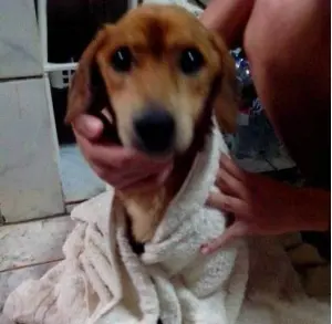  (Foto: Refúgio dos Bichos)