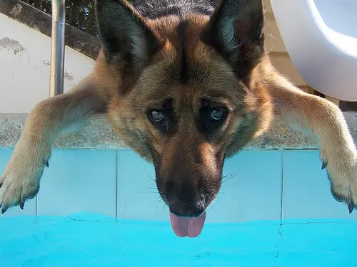 No calor, dê bastante água para seu animal doméstico. Ele pode sentir até mais calor que um ser humano. (Foto: Divulgação)