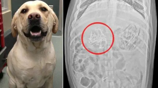 O labrador ingeriu mais de 50 alfinetes. (Foto: Reprodução / Yahoo) 