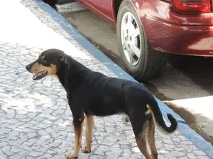 Entre as denúncias feitas à polícia está a de abandono de animais (Foto: Vinícius Pacheco/G1)