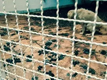 Um dos cachorros antes do resgate no Lago Sul, DF, em um ambiente sujo (Foto: Loyane Mesquita/Divulgação)