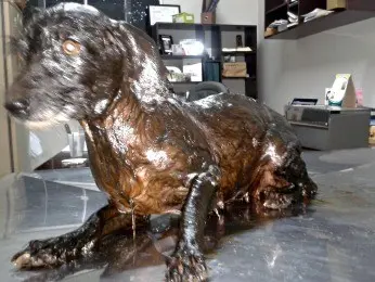 Cadela foi resgatada quando estava banhada de óleo (Foto: Cícero Bezerra Marques de Sá/ Arquivo pessoal)