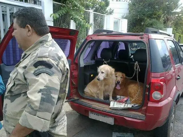 Cães resgatados por grupo de ativistas em casa no Lago Sul, Distrito Federal (Foto: Isabella Calzolari/G1)