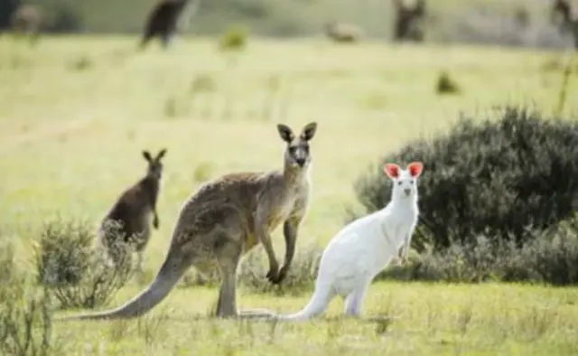 Foto: Reprodução/Canberra Times